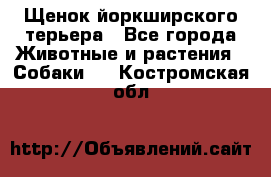 Щенок йоркширского терьера - Все города Животные и растения » Собаки   . Костромская обл.